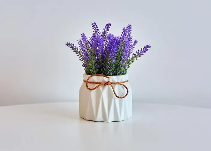 Apartman Black Sea - Mang Năvodari